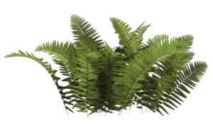 Bush PNG image-7214